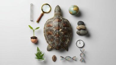 цікаві факти про черепаху