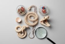 цікаві факти про змій